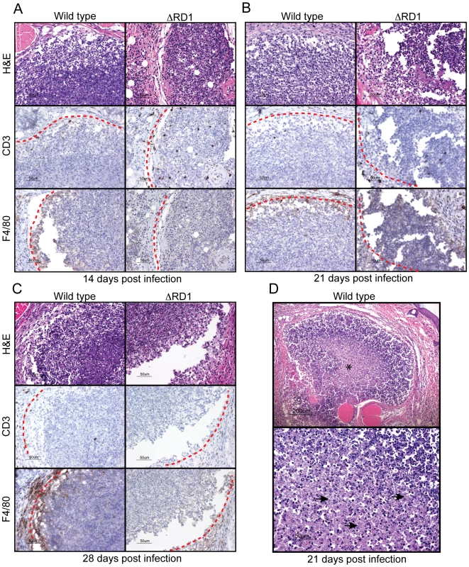 <i>M. marinum</i> cause formation of granulomas, similar to those formed in human tuberculosis, in an Esx-1-dependent manner.