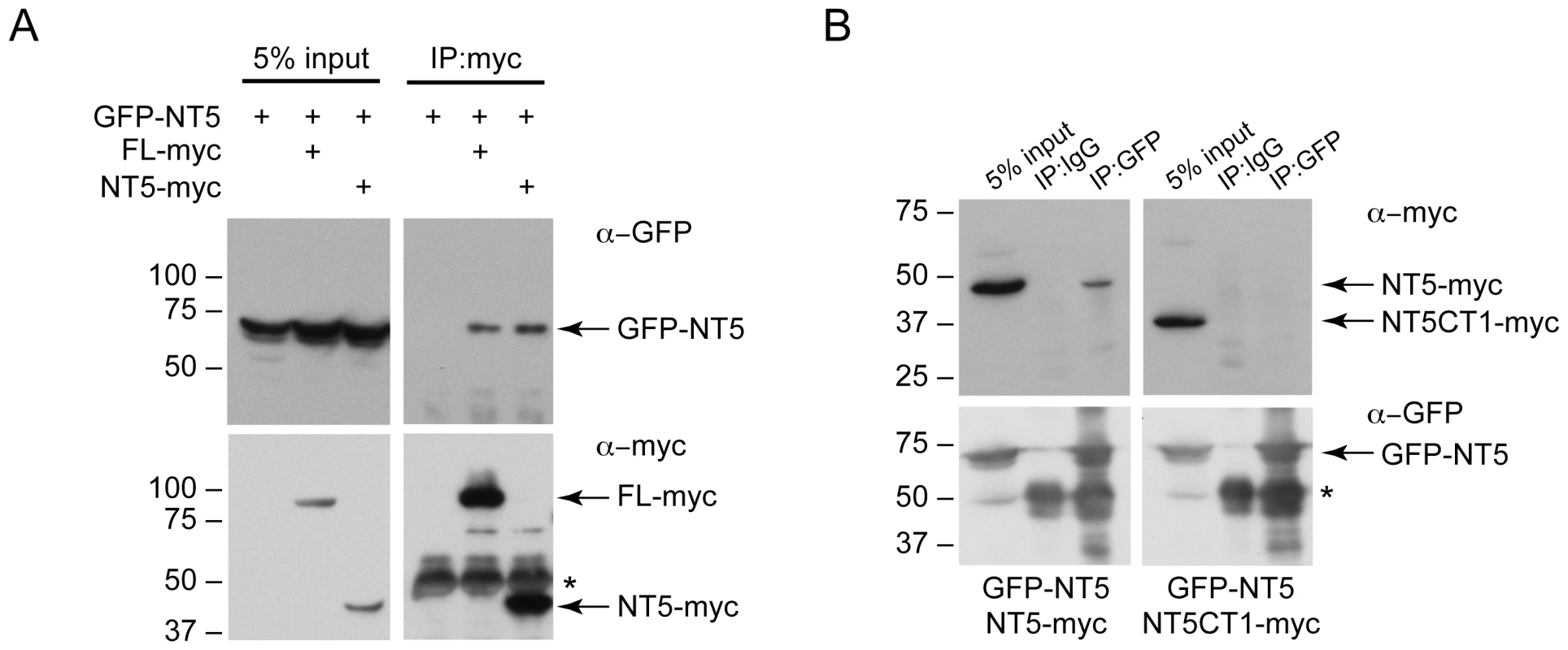 The C-terminus of DNAJC14 mediates self-interaction.