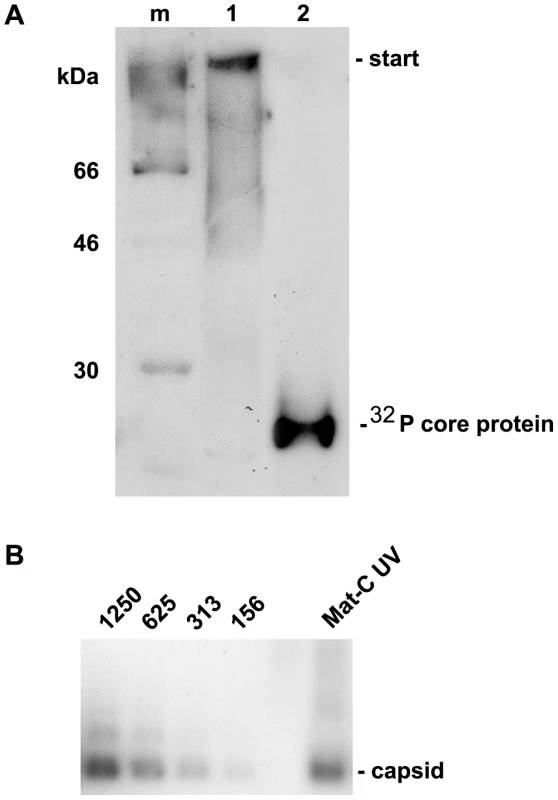 Analysis of cross-linked core particles.