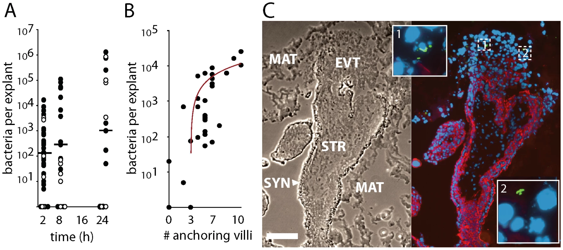 <i>L. monocytogenes</i> grows variably in placental explants.