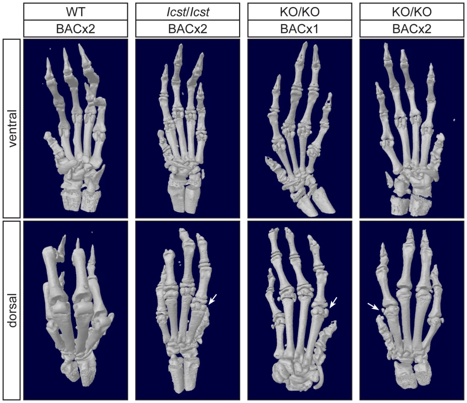 Forepaw skeletal phenotype of transgenic rescue mice.