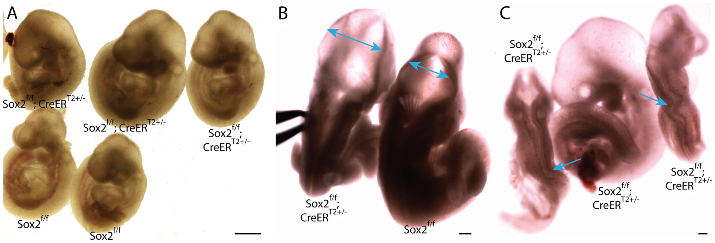 Depletion of pluripotency factor Sox2 does not phenocopy Oct4 depletion ∼E7.5.