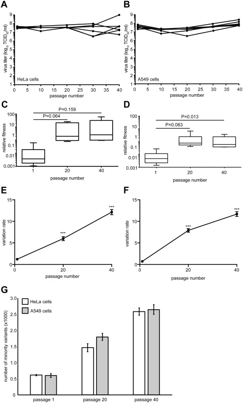 Virus fitness and genetic diversity increases during serial passage in both HeLa and A549 cells.