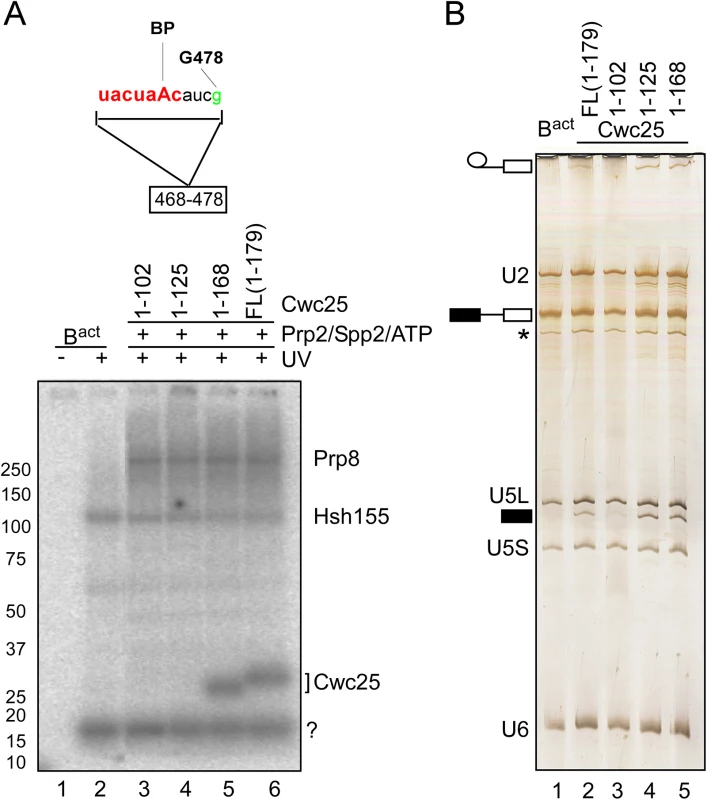 Cwc25 crosslinks within the branch-site region in the post-step 1 spliceosome.