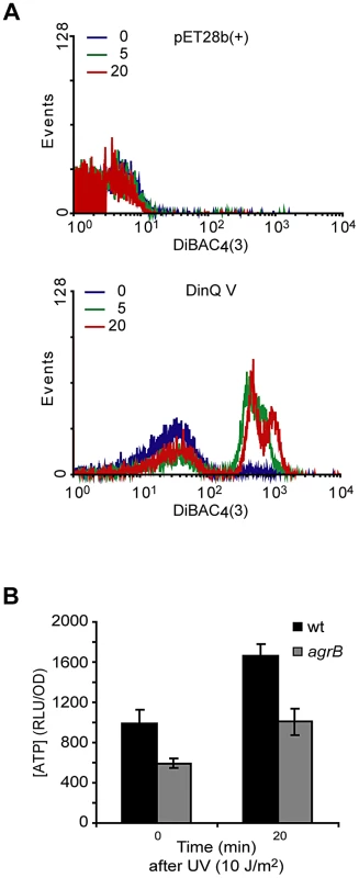 Effects of DinQ on membrane potential and intracellular ATP.