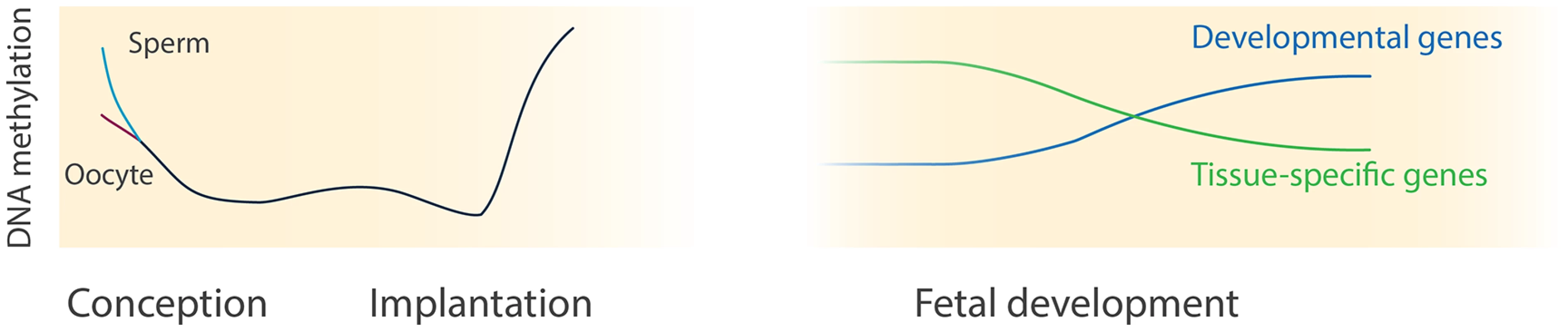 DNA methylation dynamics during human development.