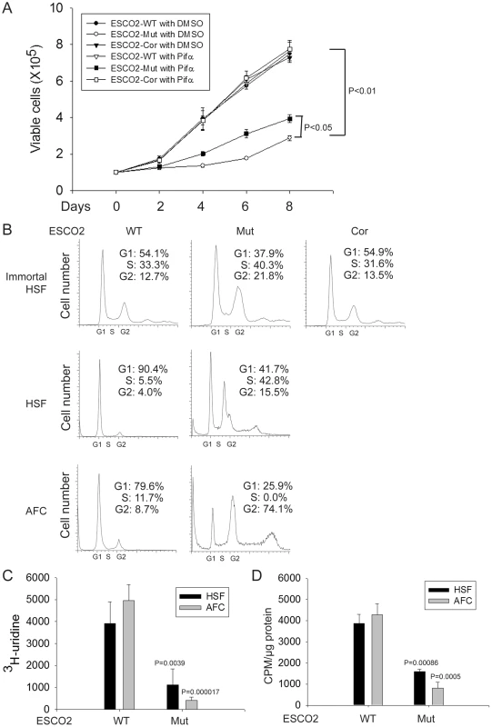 Human RBS cells showed severely slow proliferation and decreased protein translation.