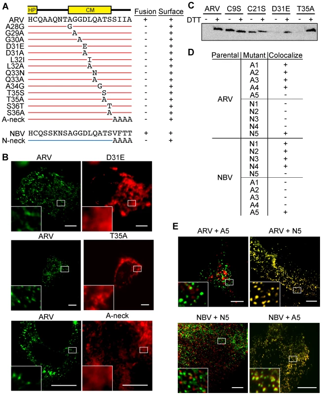 CM and neck region residues are essential for p10 clustering in plasma membranes and neck region residues determine species-specific p10 homotypic clustering.