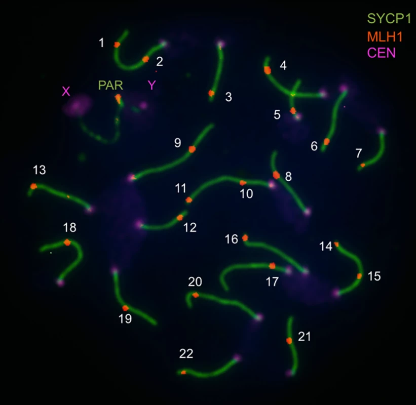 Image illustrating immunofluorescent cytology approach to measuring the genome-wide recombination rate (from Balcova et al., 2016).