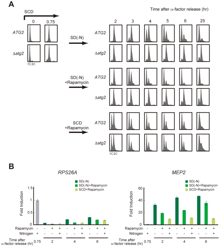 Recovery of TORC1 activity may be dispensable for cell cycle progression under starvation conditions.