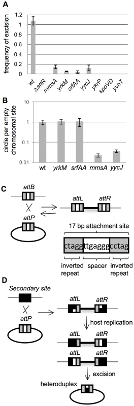 Excision of ICE<i>Bs1</i> from secondary attachment sites.