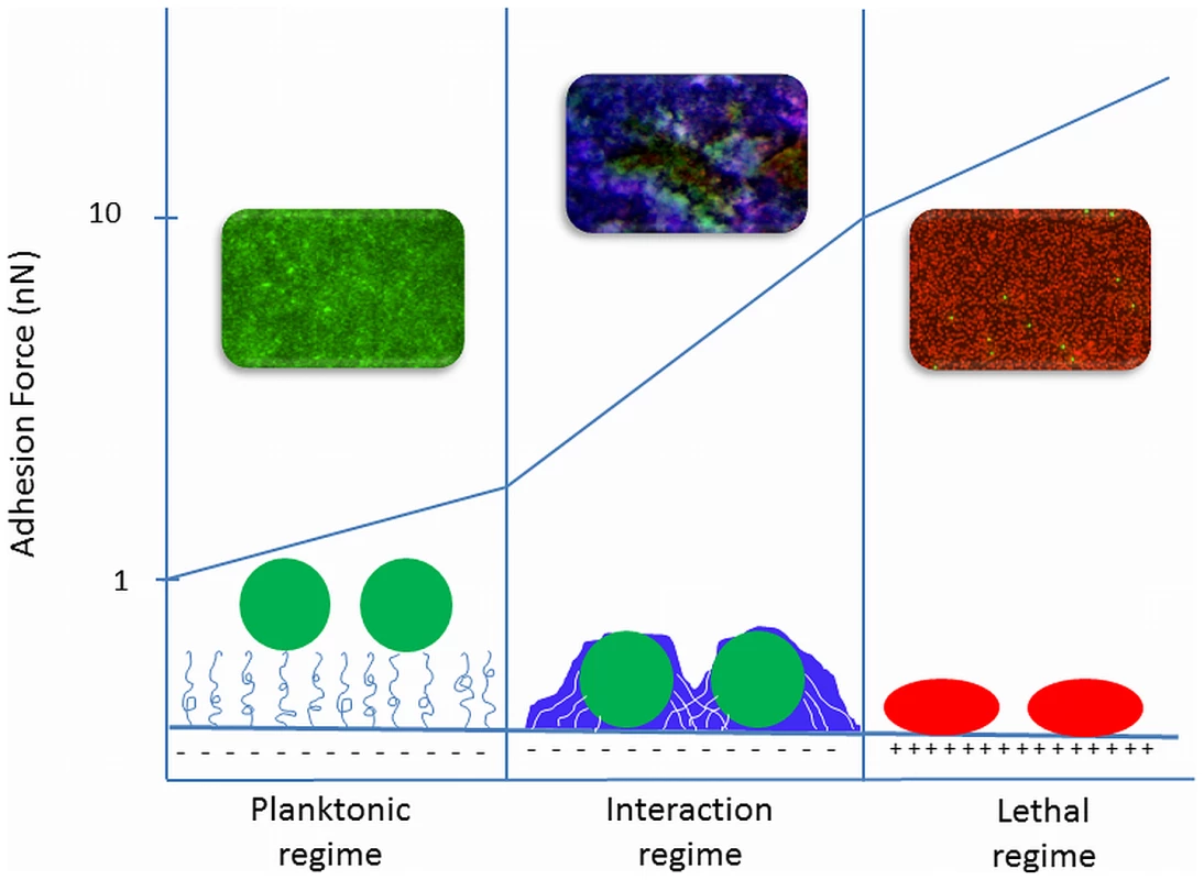 Three regimes of bacterial adhesion to substratum surfaces that dictate the bacterial response to a surface.