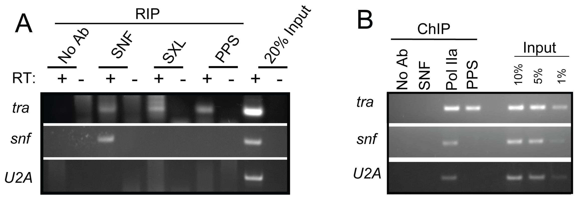 <i>tra</i> is a PPS target gene.