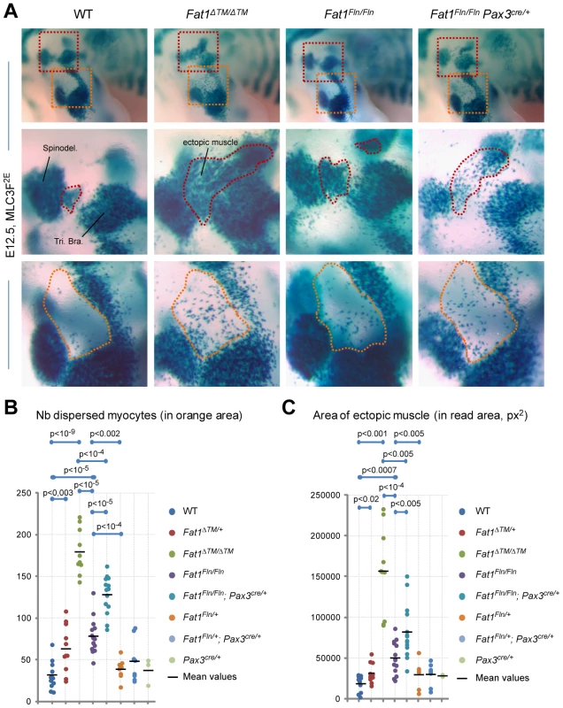 Ablation of <i>Fat1</i> in premigratory myoblasts using <i>Pax3-cre</i> partially reproduces the muscle migration/shape abnormalities of the constitutive knockout.