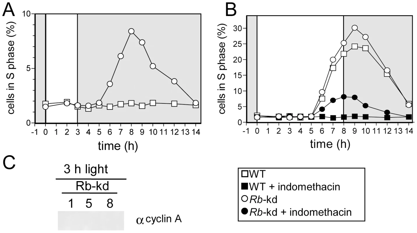 Retinoblastoma knock-down triggers S phase entry in limiting light conditions but has no effect on the timing of cell division.