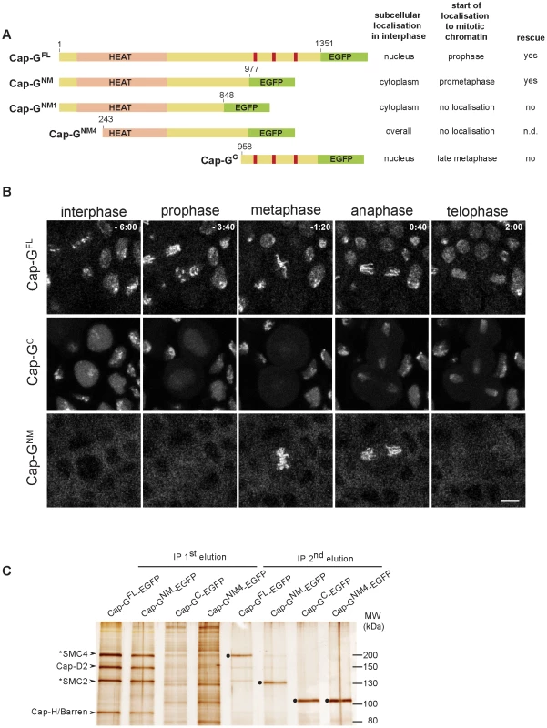 The N-terminal two-thirds of Cap-G are sufficient for interaction with chromatin and condensin I subunits.