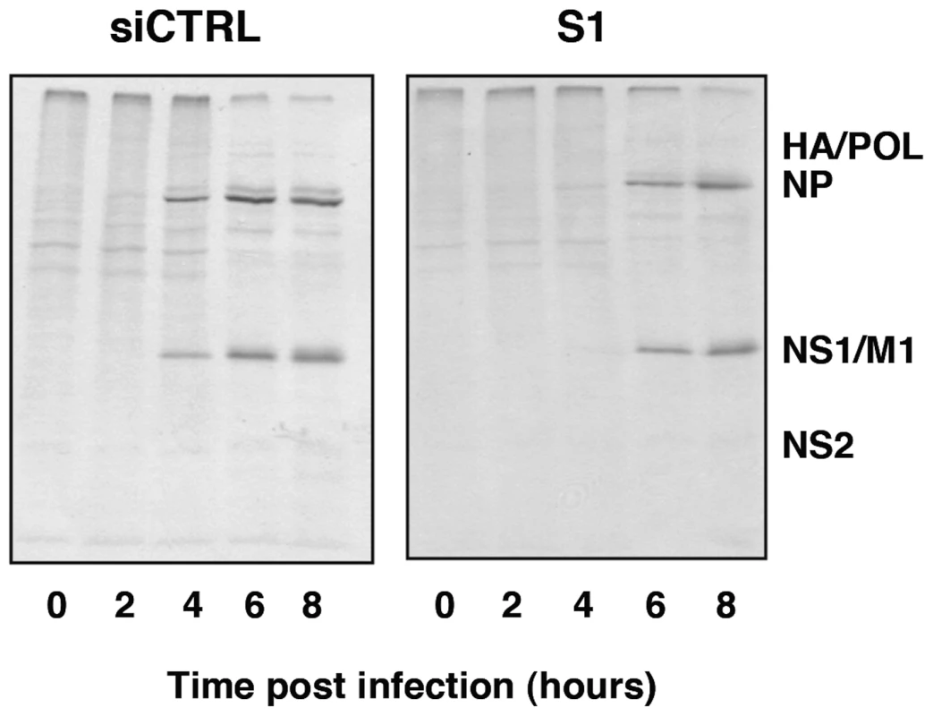 Kinetics of influenza virus protein synthesis in SFPQ/PSF-silenced cells.