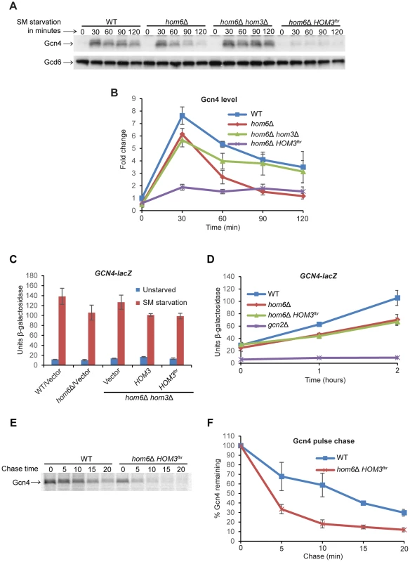 Accumulation of ASA lowers Gcn4 abundance and stability.