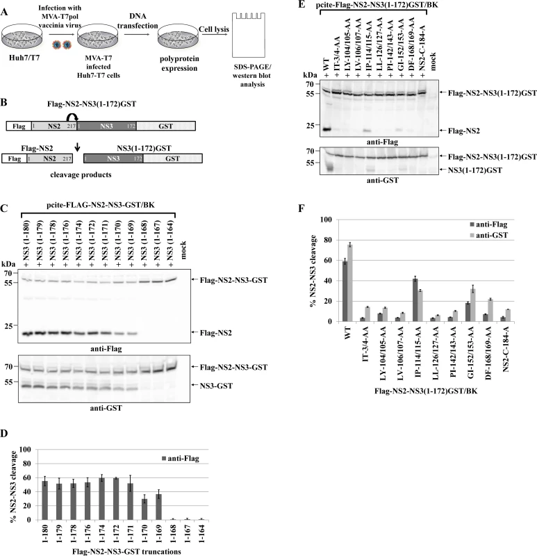 Di-alanine scanning mutagenesis of the NS3 protease domain identified amino acids important for the NS2-protease activation by NS3.