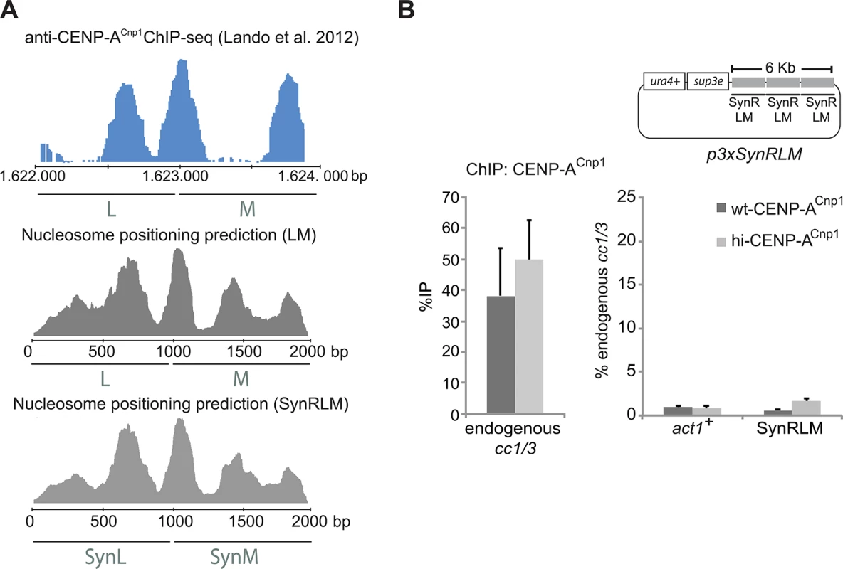 Genetic information contained within DNA sequence is required for centromeric chromatin establishment.