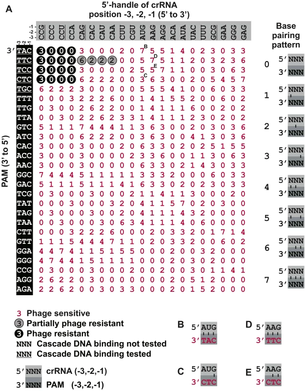 Synonymous mutations of the crRNA and the PAM do not affect self versus non-self discrimination.