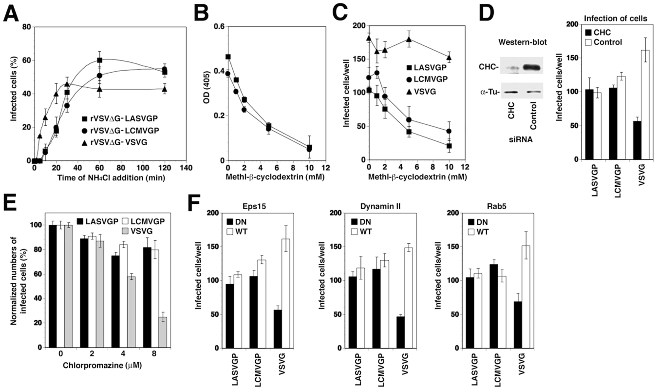Recombinant VSV pseudotypes adopt the cell entry characteristics of LASV and LCMV.
