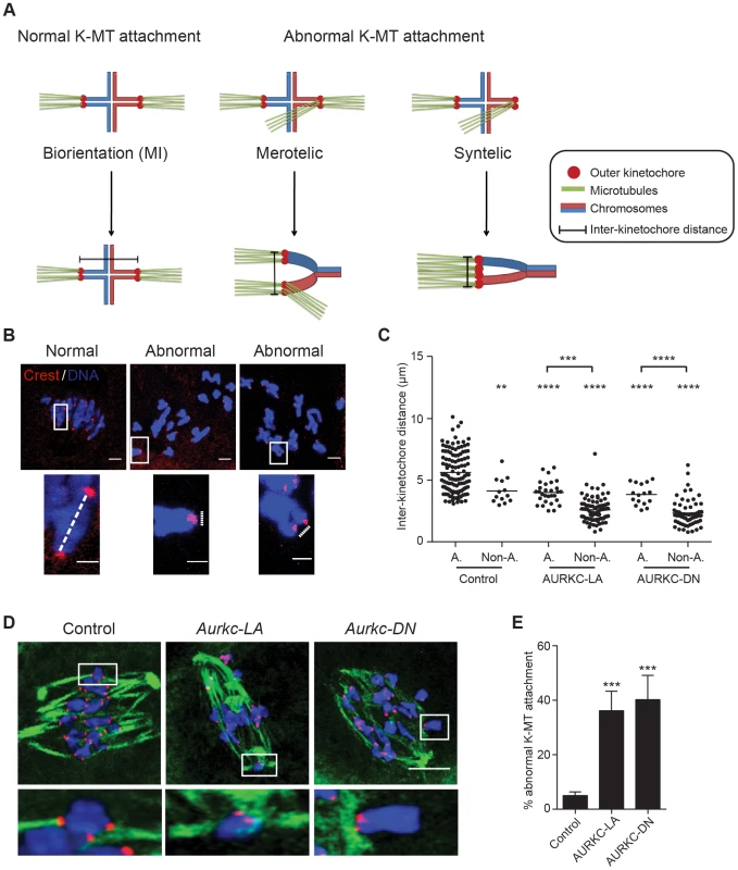 AURKC is the primary CPC kinase that corrects erroneous K-MT attachments.