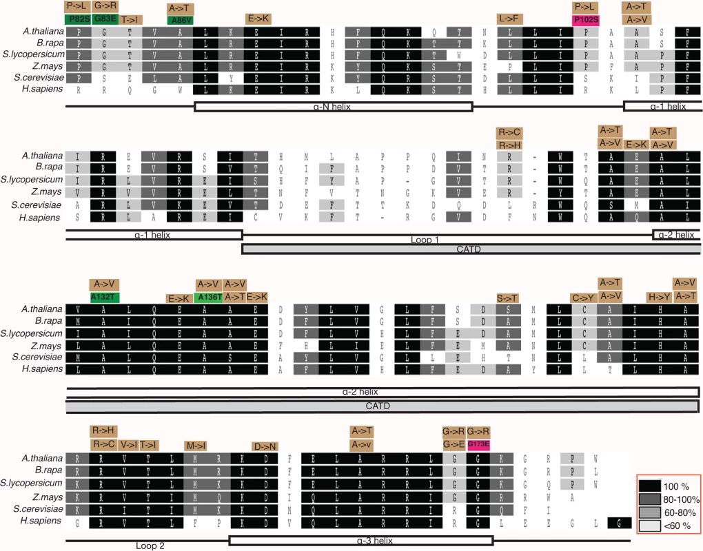 Multiple sequence alignment of CENH3 Histone Fold Domain (HFD) of <i>Arabidopsis thaliana</i>, <i>Brassica rapa</i>, <i>Solanum lycopersicum</i>, <i>Zea mays</i>, <i>Saccharomyces cerevisiae</i> and <i>Homo sapiens</i>.