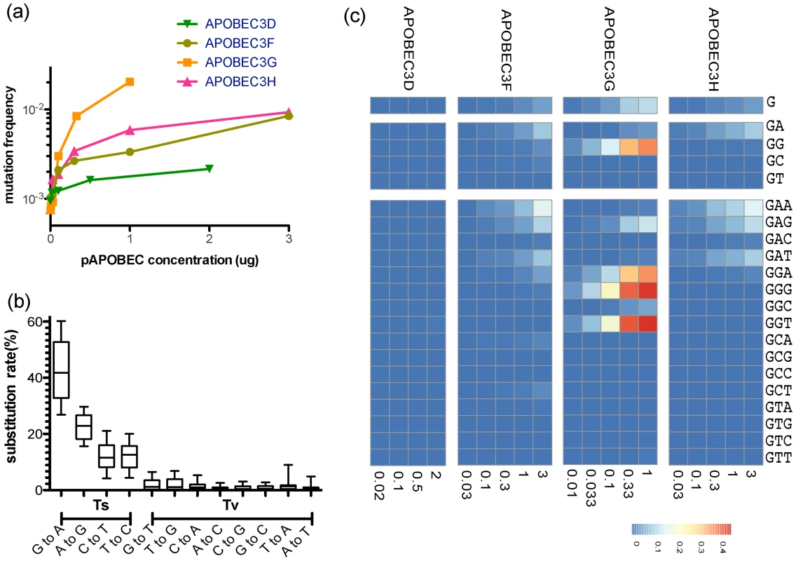 Site-specific editing frequencies in infected cells from single-cycle APOBEC3 titration transfection experiments.