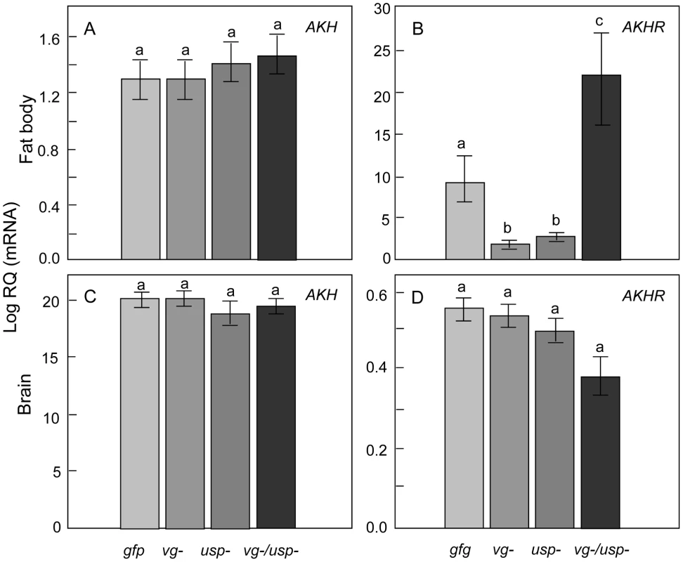Gene knockdown effect on <i>adipokinetic hormone</i> (<i>AKH</i>) and <i>adipokinetic hormone receptor</i> (<i>AKHR</i>) genes in worker fat body and head.