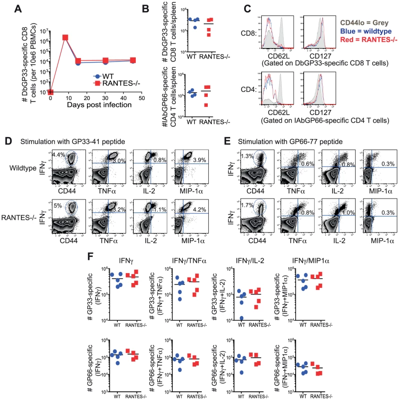 The absence of RANTES does not affect T cell responses to acute LCMV infection.
