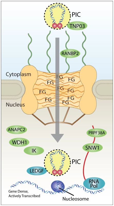 Model for coupling of nuclear import and integration targeting.