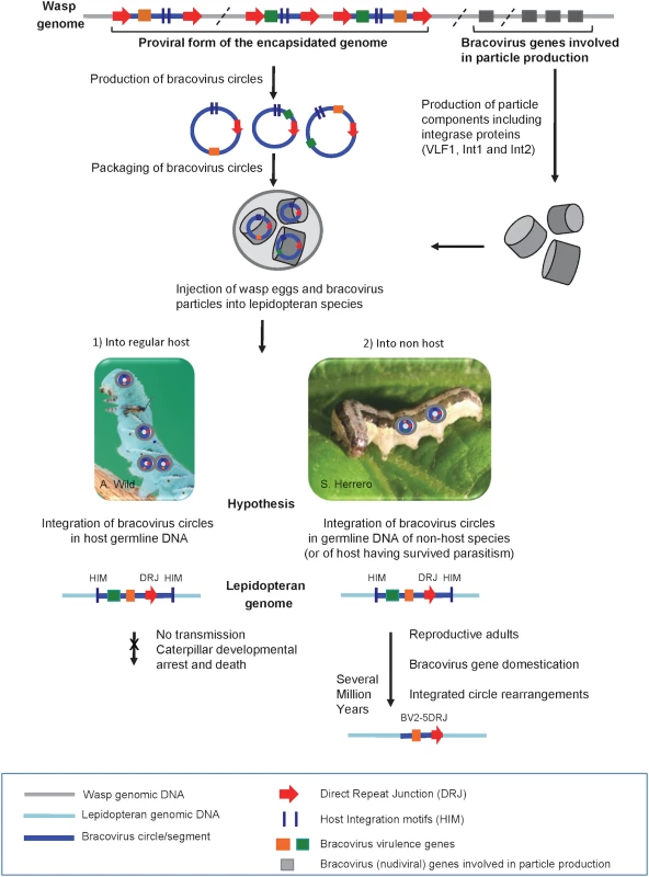 Production of bracovirus particles by the parasitoid wasp <i>C</i>. <i>congregata</i> and hypothesis on the process leading to transfer of bracovirus sequences to lepidopteran genomes.