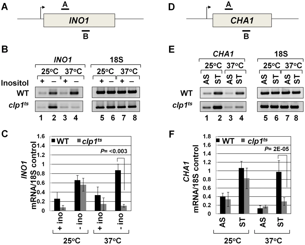 Transcript levels of <i>INO1</i> and <i>CHA1</i> are adversely affected in the <i>clp1<sup>ts</sup></i> mutant.