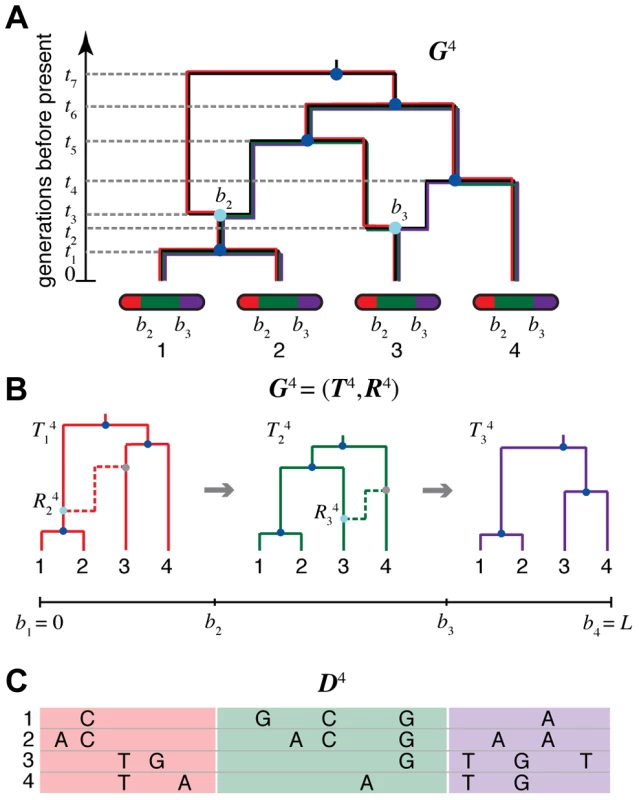 An ancestral recombination graph (ARG) for four sequences.