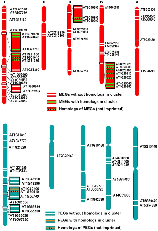 Some MEGs and PEGs Are Located in Clusters.