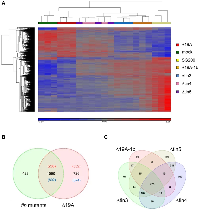 Plant responses to cluster 19A mutant strains.