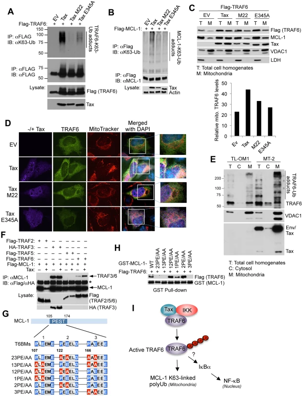 Tax activates TRAF6 and enhances its interaction with MCL-1 in the mitochondria.