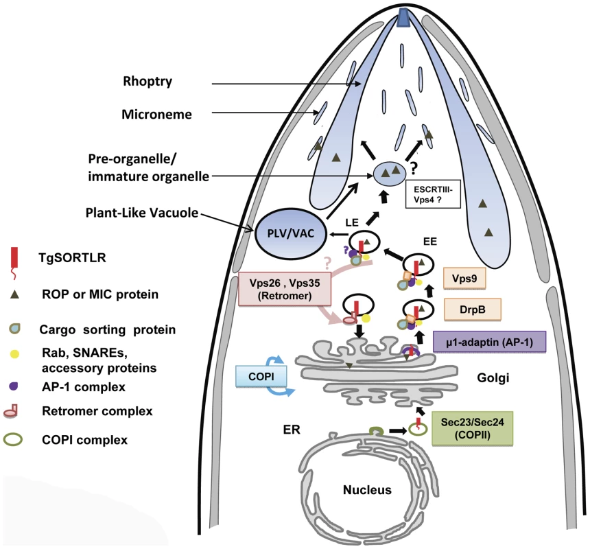 A model for TgSORTLR functions in protein sorting and the biogenesis of apical secretory organelles.