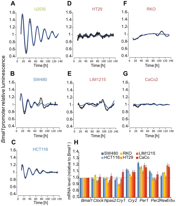 Clock phenotypes of colon cancer cell lines.
