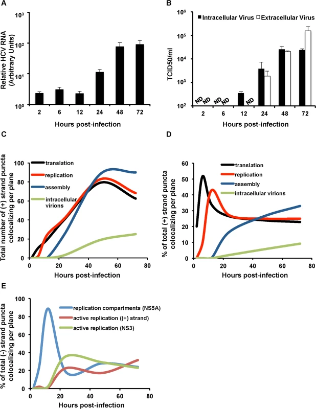 Kinetic analysis of genomic RNA fate.