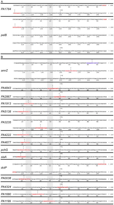 AmrZ binds near the start of transcription of repressed genes, but not activated genes.
