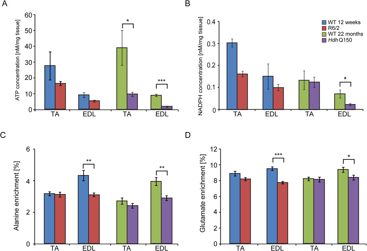 Deterioration of the energy metabolism and decrease in oxidation in the EDL and TA of HD mouse models.