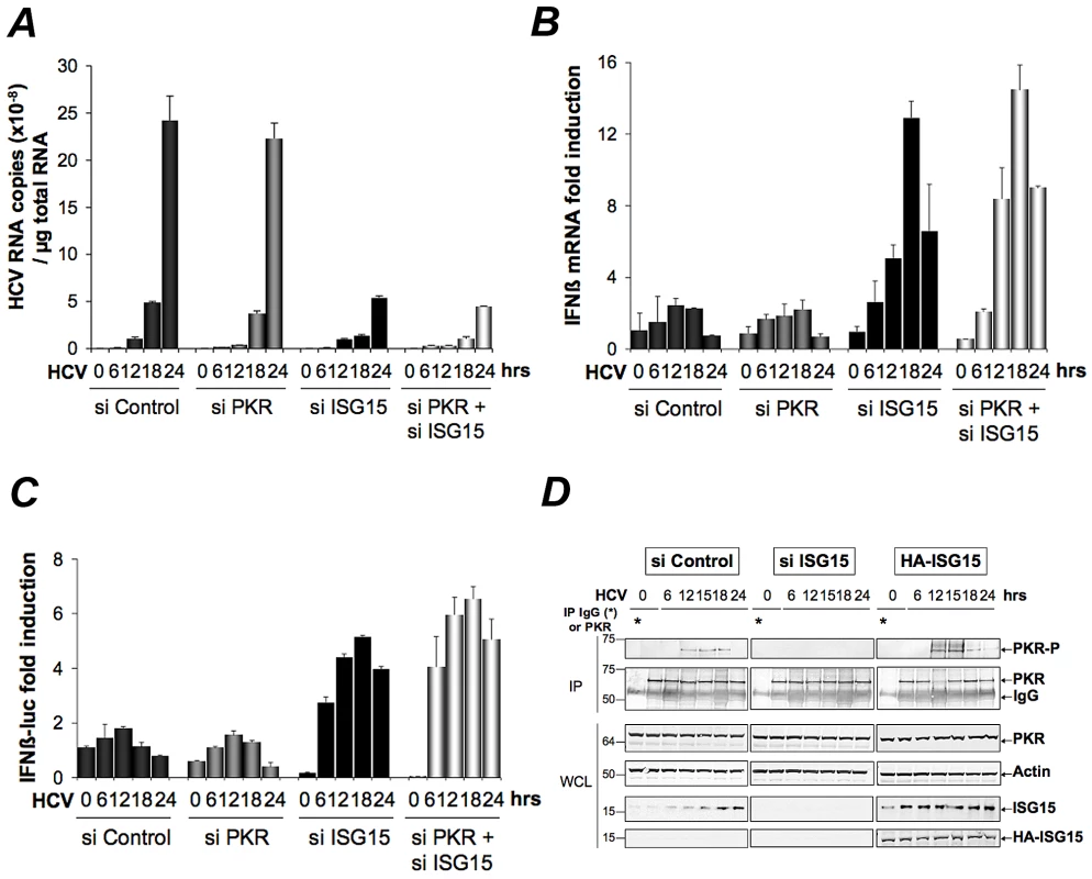 ISG15 strengthens the pro-HCV activity of PKR.