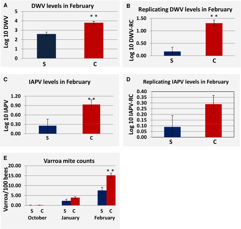 Difference in viral load, viral replication and <i>Varroa</i> counts as measured in survived hives and collapsed hives at site 2.