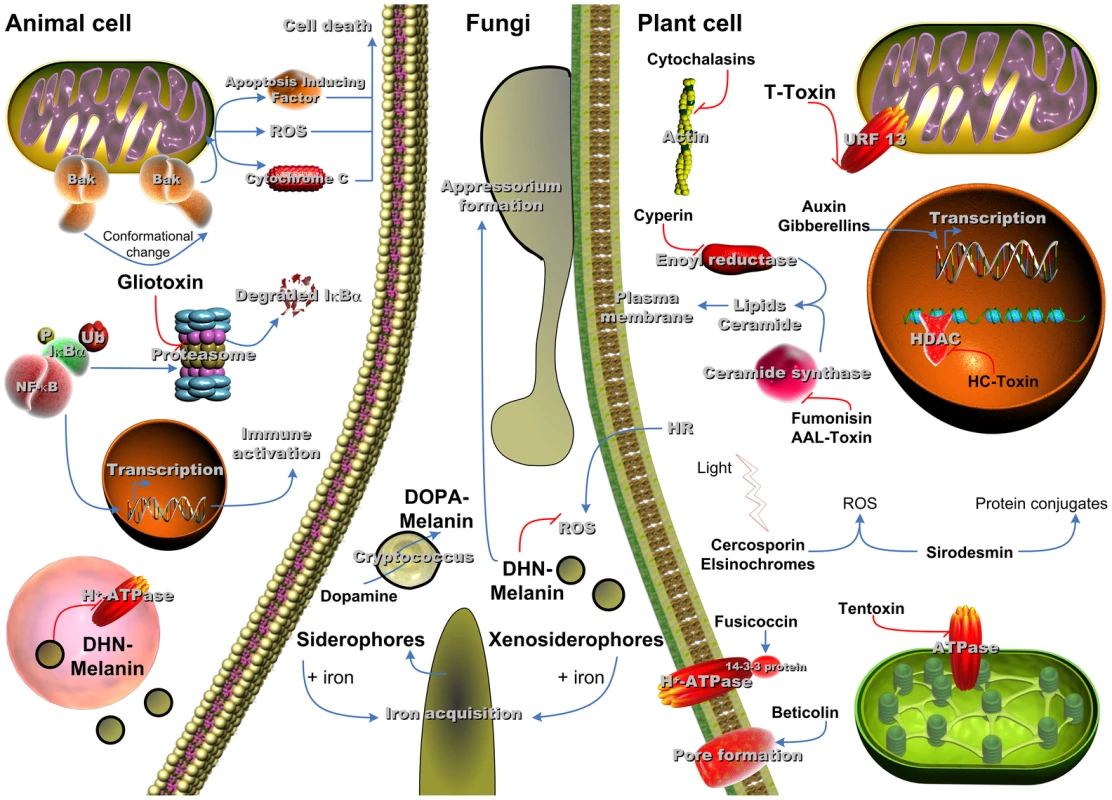 SM with influence on virulence of fungi in the respective host system.