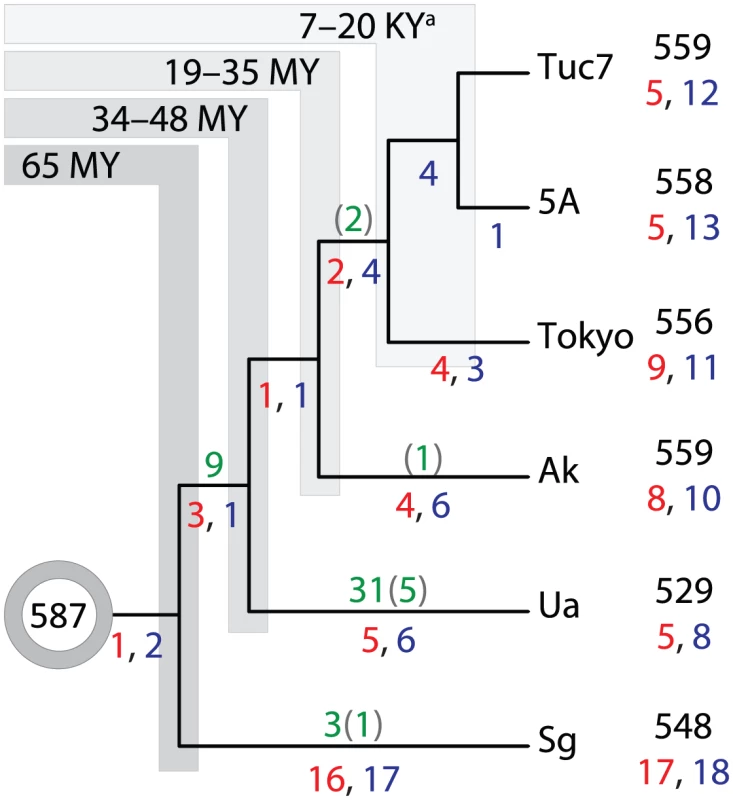 Gene erosion and loss along lineages of <i>Buchnera</i>.