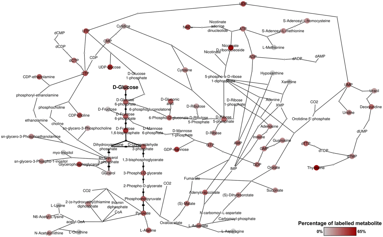 Overview of metabolites labelled from D-glucose in bloodstream form <i>T</i>. <i>brucei</i>.