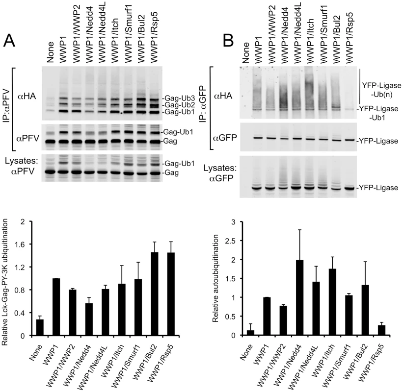 Chimeric HECT ligases catalyze varying levels of Lck-Gag-PY-3K ubiquitination and autoubiquitination.