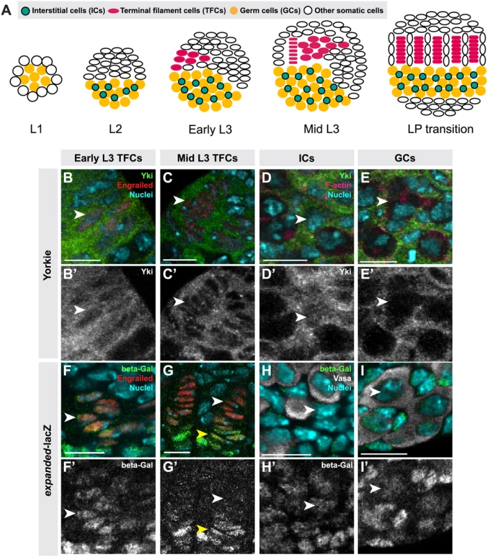 Hippo pathway activity is cell-type specific in the larval ovary.